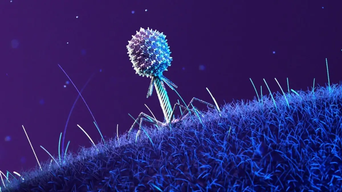 phage-on-bacteria