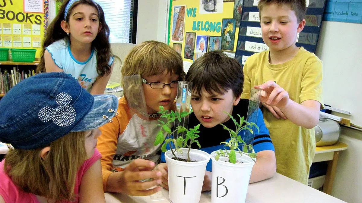 tomatosphere_students-measuring-seeds