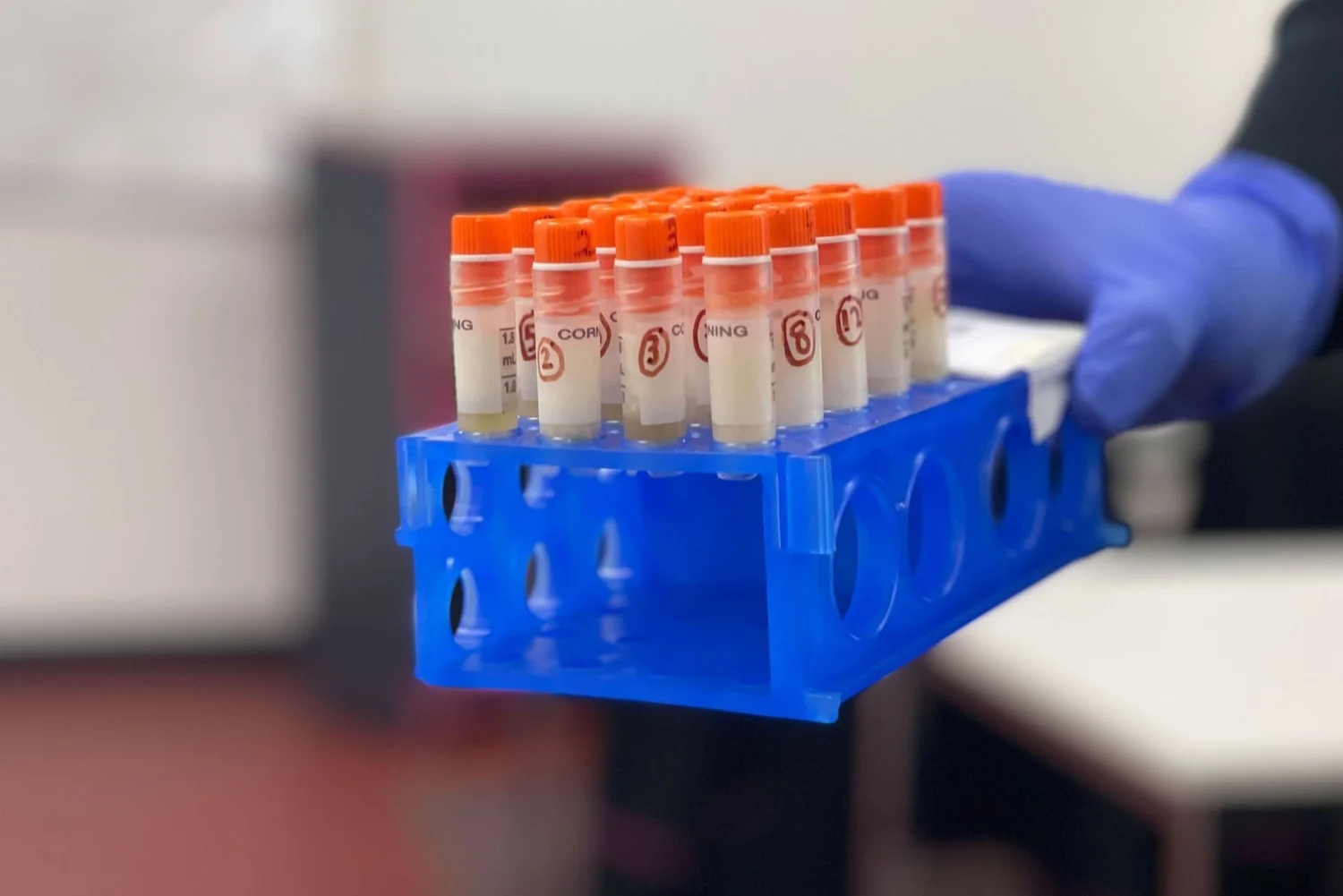 Test tubes in blue rack, gloved hand.