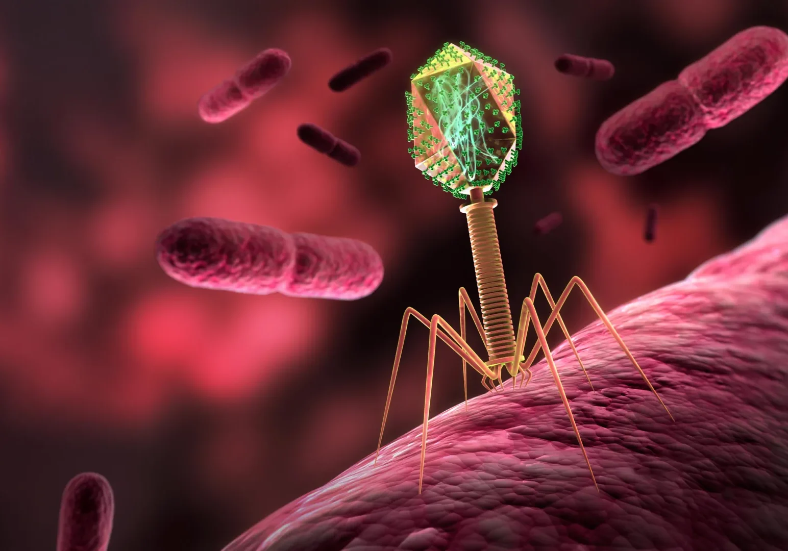 bacterium-and-bacteriophage