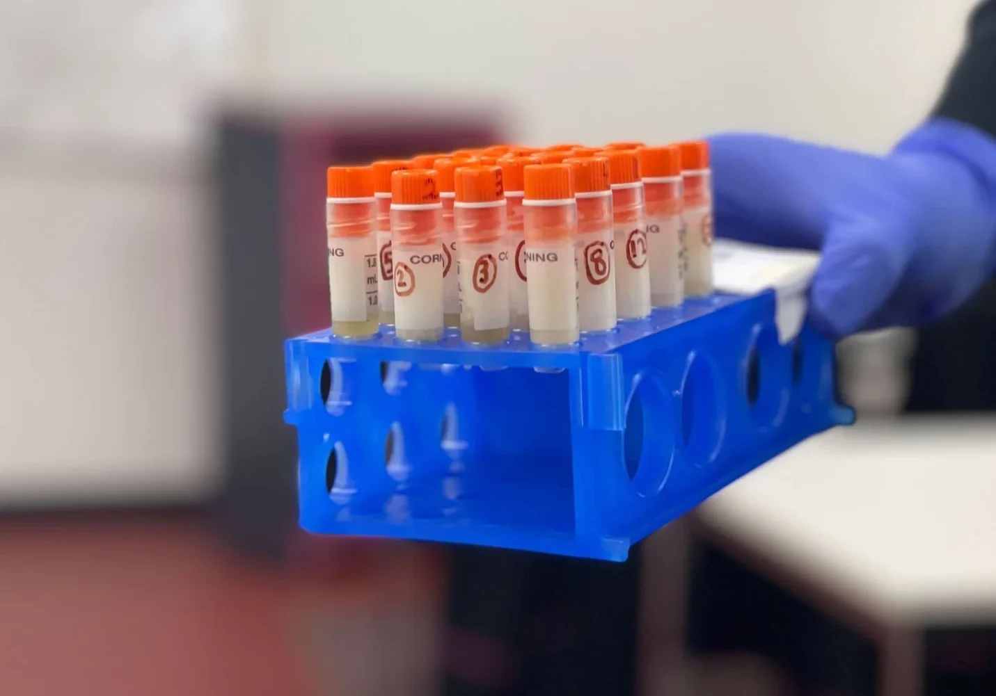 Test tubes in blue rack, gloved hand.