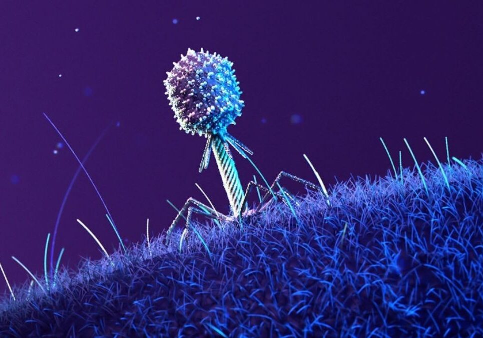 phage-on-bacteria